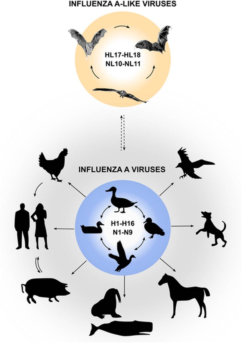 hogyan lehet lefogy az influenza