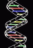 A DNS-spirál sematikusan. A színes kereszthidak a bázisorrendet ill. a kötéstípusokat jelzik: A-T, T-A, G-C, C-G, lásd a szövegben.