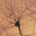Idegsejt. Lefelé a fő idegnyúlvány (axon vagy neurit), a sejttestből pedig az ún. dendritikus nyúlványok ágaznak ki (a valóságban minden irányban, a képen főként felfelé).