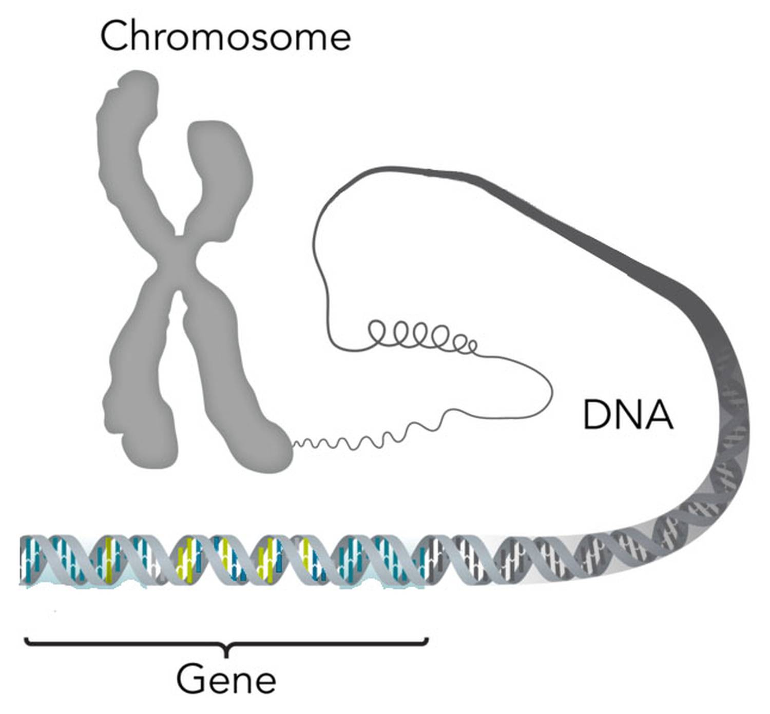 Кольцевая хромосома 2. Хромосома. ДНК хромосомы гены. Хромосома ДНК ген схема. Гены хромосомы ДНК Gen chromosome DNA.