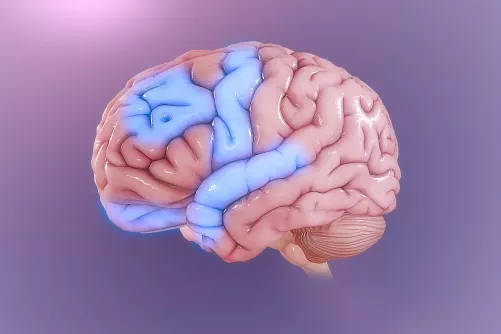 Az agy, illetve tekervényeinek illusztrációja.