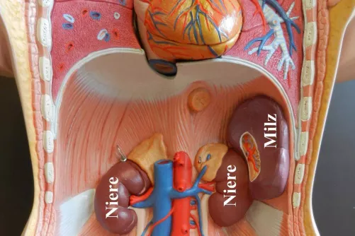 Lép és vesék elhelyezkedése a hasüregben (demonstrációs torzón).