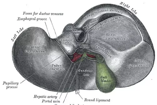 A máj rajzolt anatómiai képe