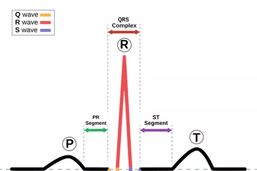 Szív ingerületi potenciáljának görbéje