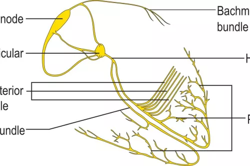 A szív ingerképzése és -vezetése (rajzos illusztráció)