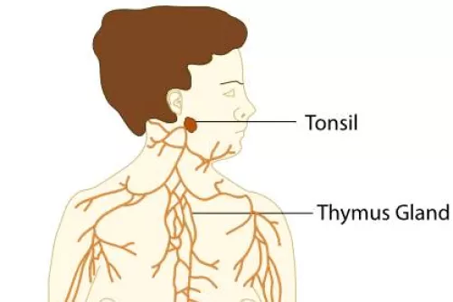 Nyirokrendszer sematikusan (részlet)