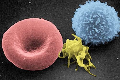 Vörösvérsejt, trombocita és fehérvérsejt elektronmikroszkópos képen