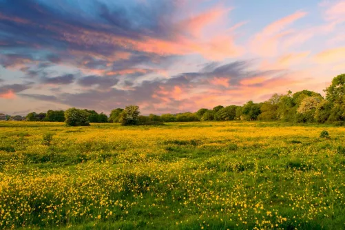 Virágos rét, bokrok, fák