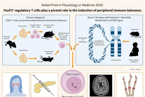 Infografika a regulátor T-sejtek központi szerepéről a perifériás immuntoleranciában