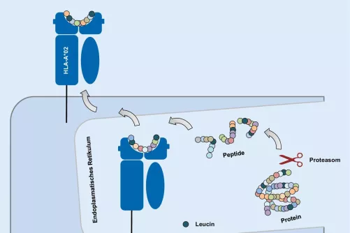 Fehérjetöredékek bemutatása az immunrendszernek sematikusan