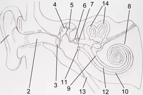 A fül anatómiája sematikusan