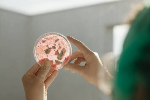 Baktérium Petri-csészében