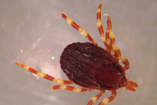Hyalomma marginatum
