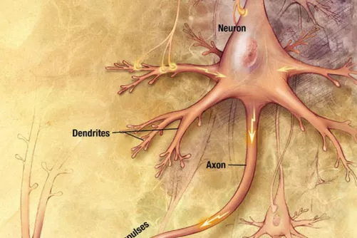 Szinapszis rajzos illusztrációja