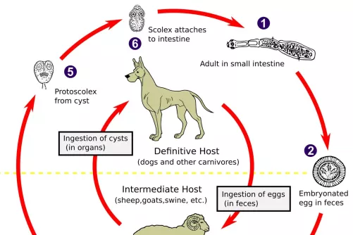 Az Echinococcus életciklusa