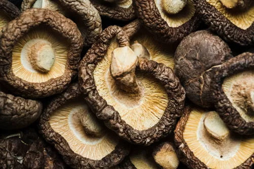 Shiitake gomba