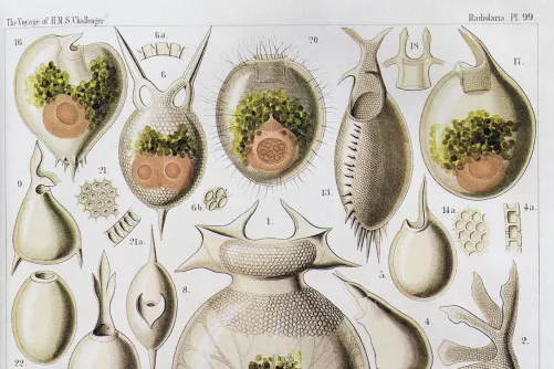 Sugárállatkák rajzos illusztrációja