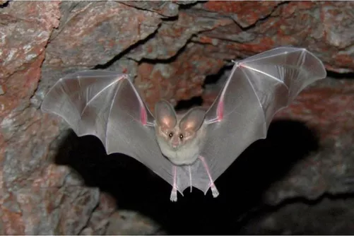 Denevér barlangban 