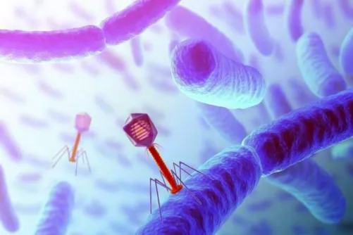 Vírus (bakteriofág) gazdasejtjét támadja (illusztráció)