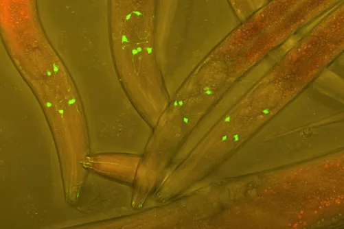 Fonalféregbe juttatott fluoreszkáló protein