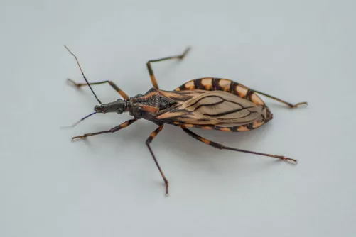 Triatoma brasiliensis
