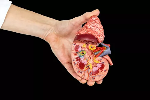 Vese műanyag modellje, metszeti felület