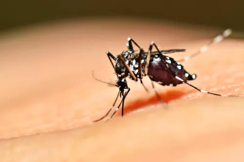 Egyiptomi csípőszúnyog közelről, vérrel telve...