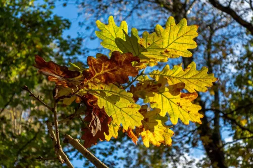 Kocsányos tölgy levelei