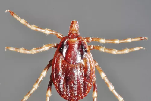 Hyalomma kullancs