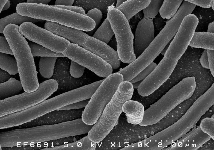 E. Coli pálcika alakú bélbaktériumok
