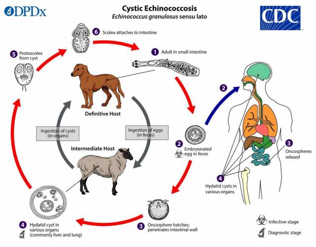 Echinococcus életciklus