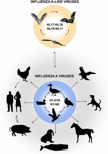 Influenza A vírus – gazdaszervezetek és cirkuláció
