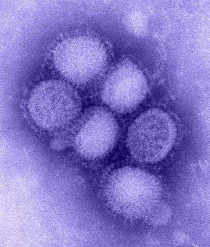 Influenza vírus