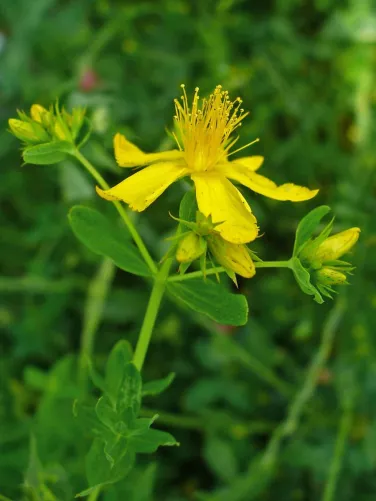 Orbáncfű (Hypericum perforatum)