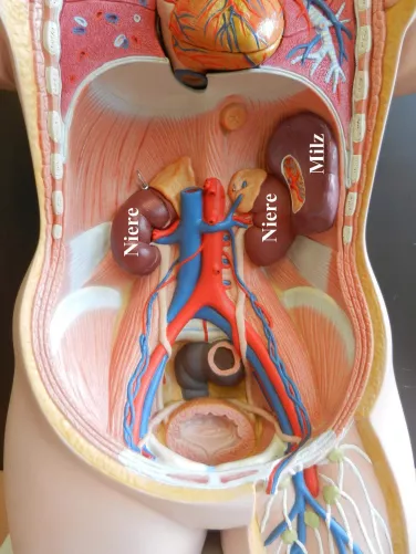 Lép és vesék elhelyezkedése a hasüregben (demonstrációs torzón).