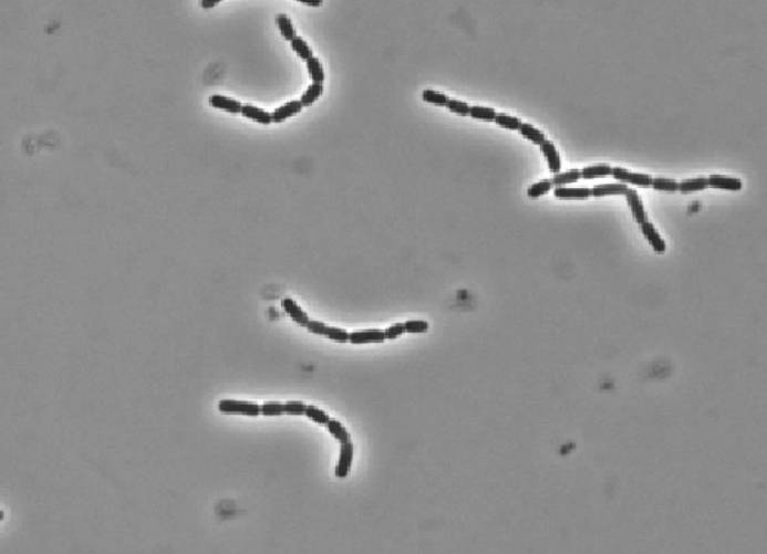 Pálcika alakú Lactobacillus rhamnosus