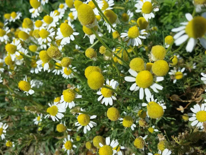 Orvosi székfű, ismertebb nevén a kamilla