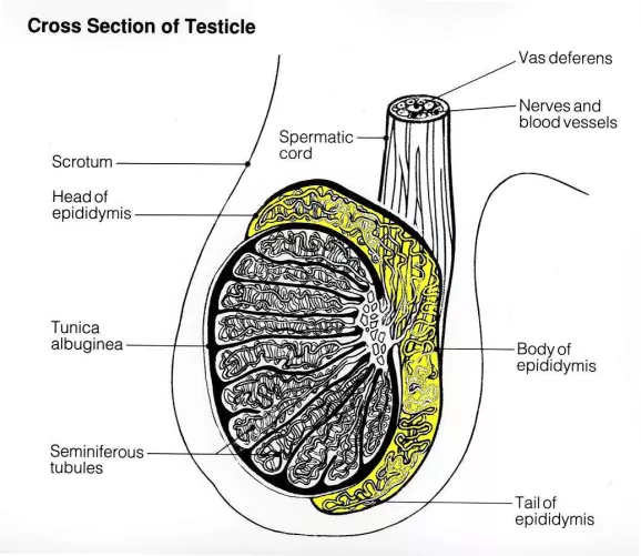 Here anatómiája rajzon