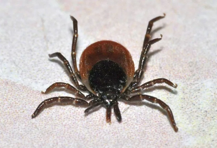 Közönséges kullancs