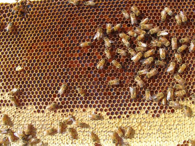 Méhek munkában, kaptárban