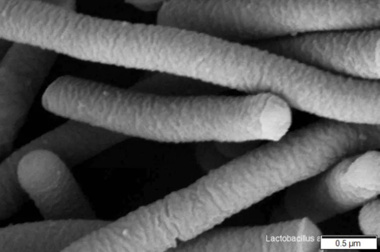 Lactobacillus elektronmikroszkópos képe