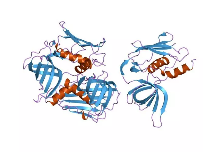 A toxin szerkezeti modellje