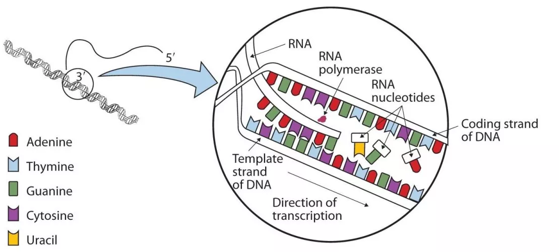 DNS -> RNS átírás sematikus ábrán