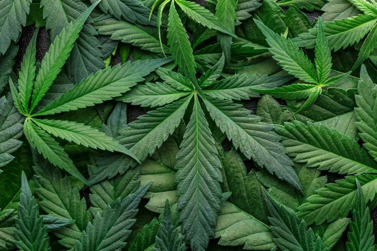 Kannabiszlevelek, marihuána