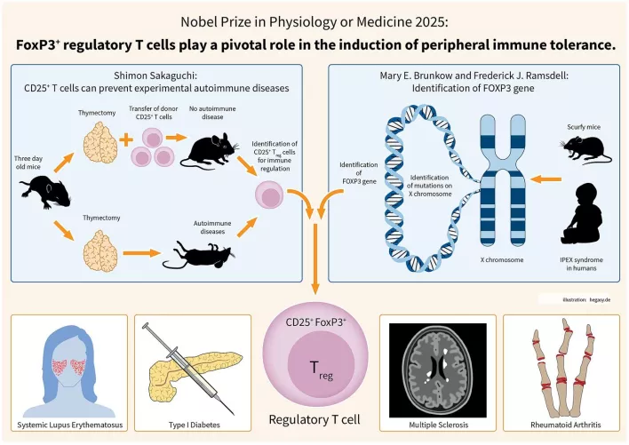Infografika a regulátor T-sejtek központi szerepéről a perifériás immuntoleranciában
