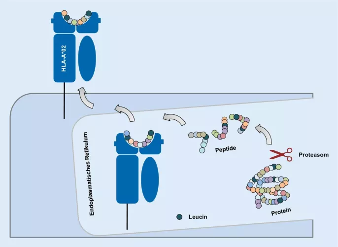 Fehérjetöredékek bemutatása az immunrendszernek sematikusan