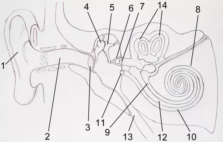 A fül anatómiája sematikusan