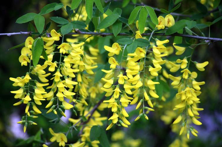 Közönséges aranyeső