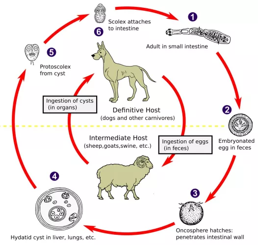 Az Echinococcus életciklusa
