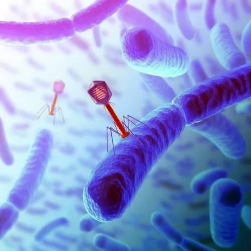 Vírus (bakteriofág) gazdasejtjét támadja (illusztráció)